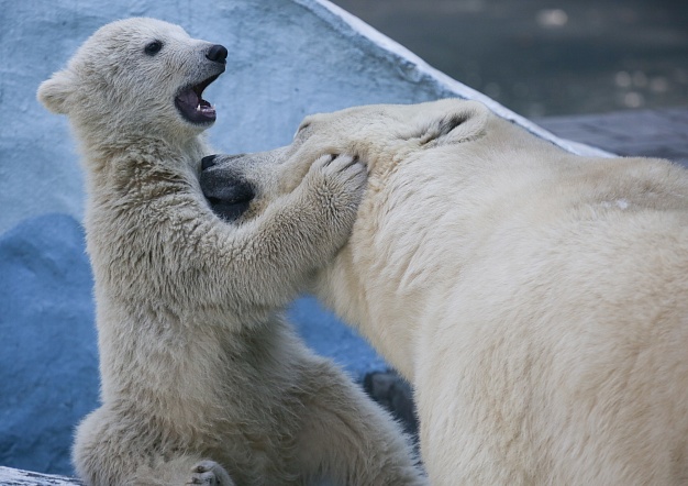 В конце 2018 года в Новосибирском зоопарке у медведицы Герды родились двое медвежат